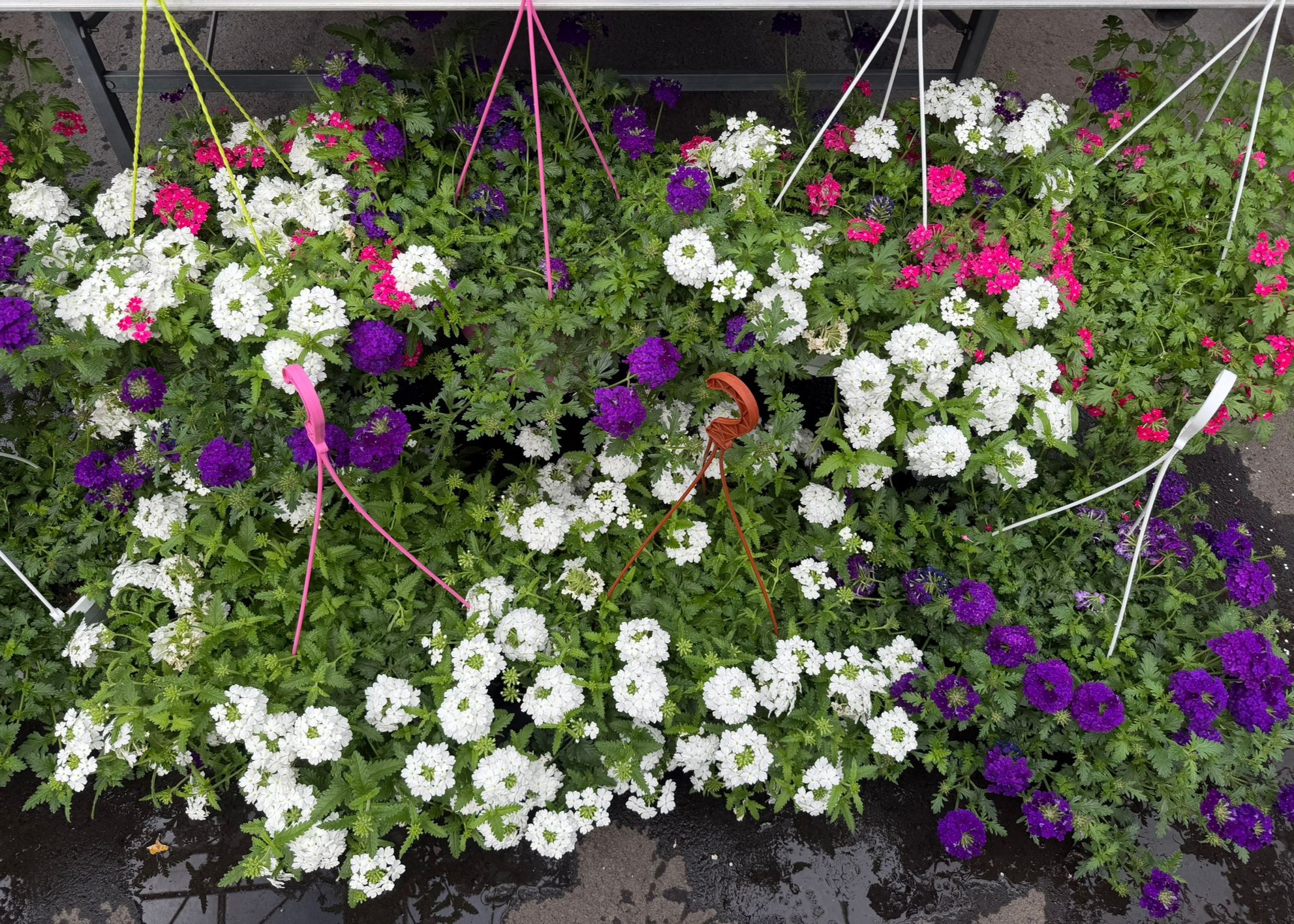 Monheimer Blumenmarkt